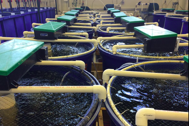 用于養(yǎng)殖場污水處理的新工藝，預(yù)計(jì)可降低28%運(yùn)營成本01