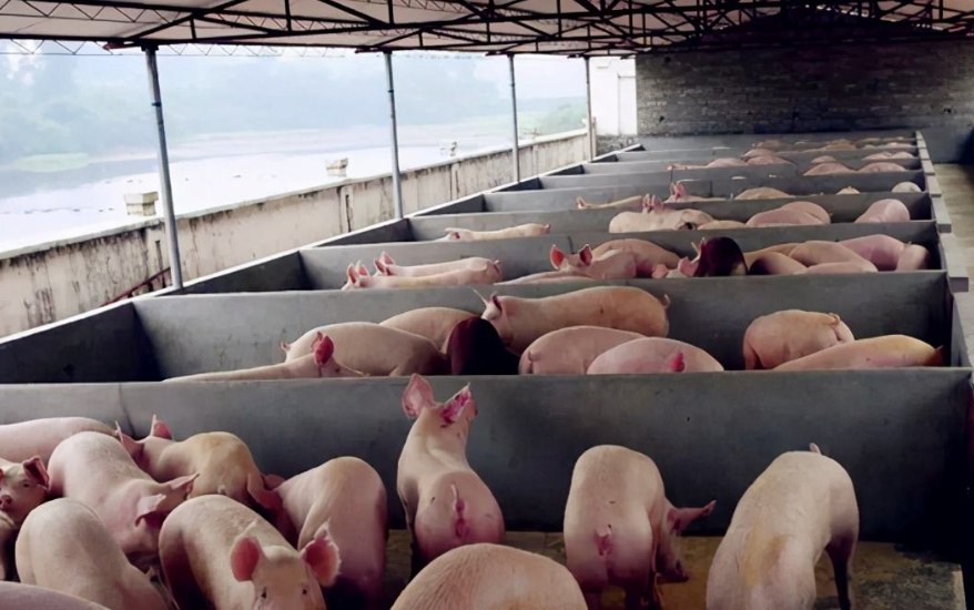 養(yǎng)豬污水處理設(shè)備包含哪些，教你選購適合的養(yǎng)殖污水處理設(shè)備