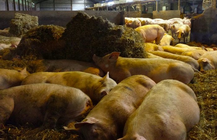 養(yǎng)豬場污水處理方法有哪些？選對工藝成本低效果好！